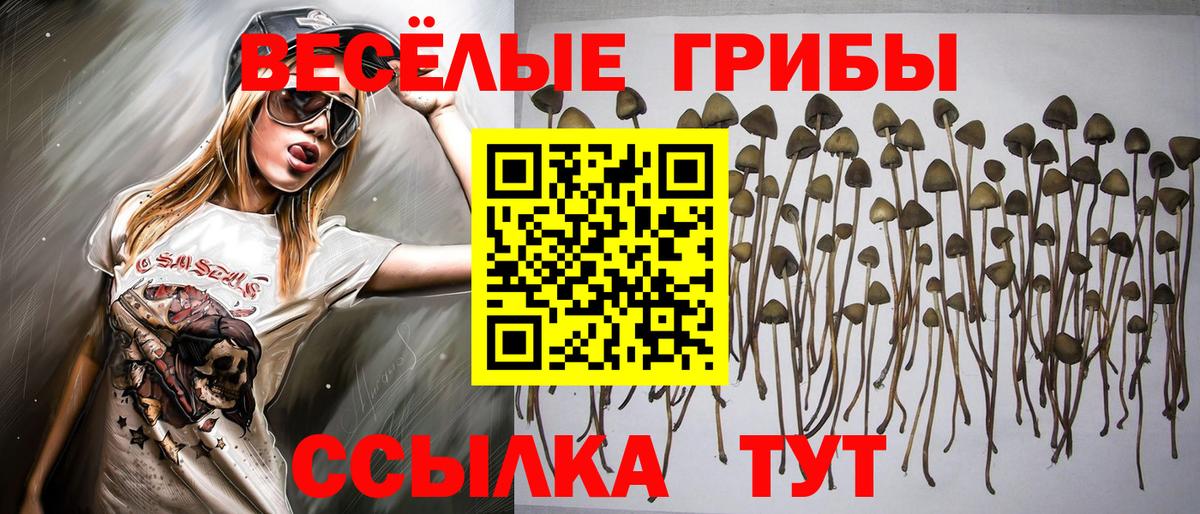 Псилоцибиновые грибы GOLDEN TEACHER Асино